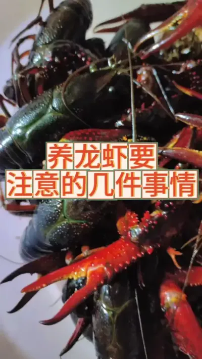 养龙虾需要注意的几个问题 #小龙虾 #大虾 #渔德盛 #2025新农人计划 #三农