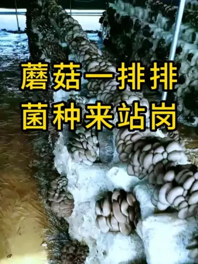 平菇种植，杨木挂浆枝条菌种，搭配打孔器接种，氧气充足发菌快，平菇基地不二选择#平菇种植 #平菇菌种 #食用菌栽培种 #栽培种
