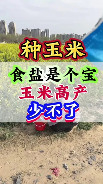 食盐是个宝，玉米高产少不了#玉米#玉米种植#玉米管理#种玉米#玉米高产