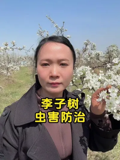李子树食心虫怎样防治 #食心虫 #果树虫害防治 #病虫害防治 #李子树