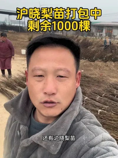 #支持三农扶持三农发展 #抖音助农 #分享农业知识帮农民增产增收 #关注我每天为你分享更多农业知识 #沪晓梨苗 @抖音小助手 @抖音热点 @抖音创作者中心