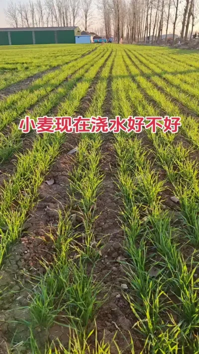 那些小麦不适合浇越冬水#农业人 #农业种植 #小麦 #抖音助农扶农 #种地不容易