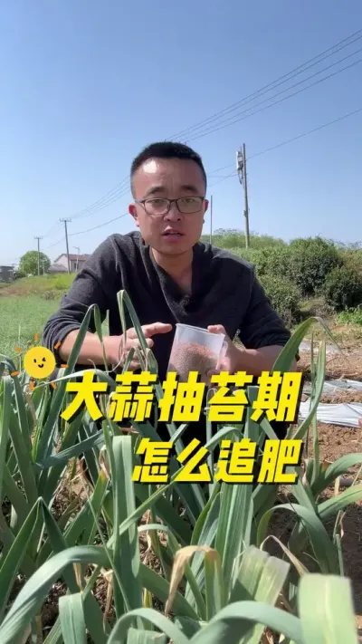 大蒜抽苔期怎么追肥？蒜头才能结的大？#在家种菜 #一分耕耘一分收获 #种植小技巧 #关注我一起学种菜 #大蒜