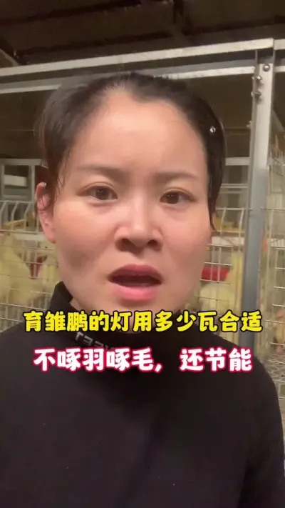 育雏鹏的灯用多少瓦的合适？既能不啄羽啄毛还能节能。 #养鹅技术分享 #养鹅人 #三农 #狮头鹅