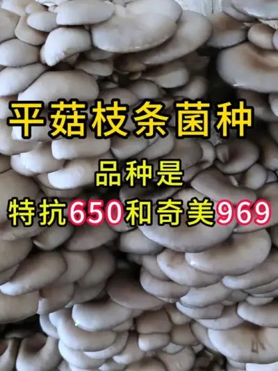 平菇挂浆枝条菌种，品种是特抗650和奇美969，需要平菇栽培种的可以和我联系#平菇种植 #平菇菌种 #食用菌栽培种 #栽培种