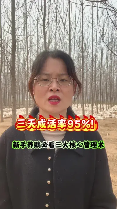 三天成活率95%！新手养鹅必看三大核心管理术。#养鹅人 #狮头鹅 #每天分享养殖技术和经验 #养鹅技术分享 #养殖技术