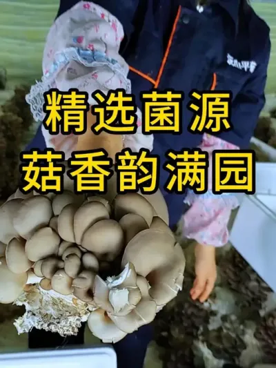 平菇种植，棉壳菌种，我们的配方按这个比例，菌丝健壮有活力，全国发货#平菇菌种 #食用菌栽培种 #平菇种植 #栽培种