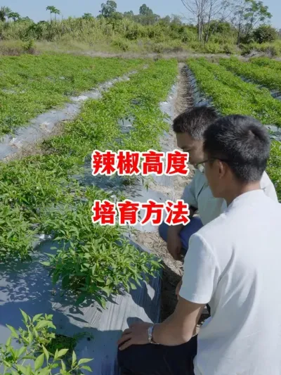 辣椒种植植株高度如何培养#辣椒种植 #辣椒 #小米辣 #线椒 #来抖音学农技