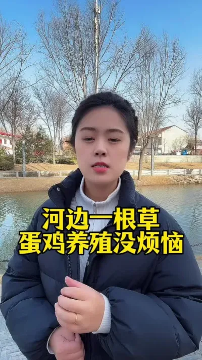 河边一根草，蛋鸡养殖没烦恼#服务三农支持三农 #养鸡人 #养殖小妙招 #鸡鸭鹅 #科学养鸡
