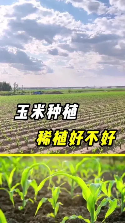 玉米稀一点，会不会更高产？#玉米 #玉米种植 #农业 #三农