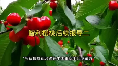 迟到的智利樱桃面临再出口或销毁#进口水果批发 @云食界