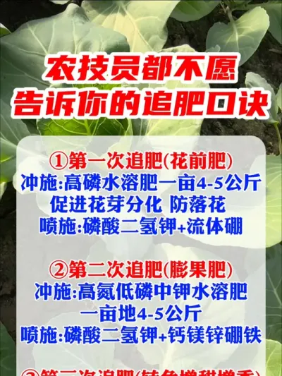 农技员都不愿意告诉你的追肥口诀 #农业种植 #施肥 #增产增收才是硬道理 #三农 #春播 @生菜杨姐 @寿光张大帅 @薇薇爱种植（高级农艺师）