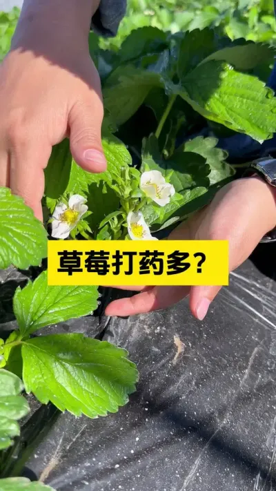 草莓打药多？其实不然！#启明大师姐 #草莓种植管理技术和方法 #农业技术推广 #农业种植 #病虫害防治