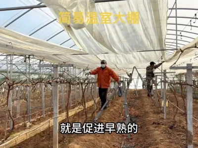 用最省钱的方式制作一个温室大棚， 促进葡萄早发芽早上市#葡萄种植 #农业种植 #三农 #果园管理 #种植大棚