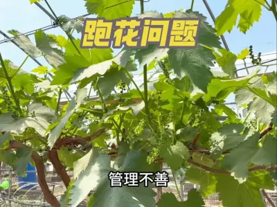 葡萄的跑花问题，是什么情况会造成葡萄跑花呢？#三农 #葡萄种植 #技术分享 #种植大棚 #果园管理