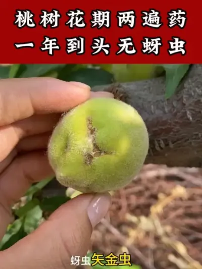 桃树花期两遍药蚜虫一年不再有 #果树管理技术 #桃树种植 #桃树管理 #蚜虫防治 #病虫害防治