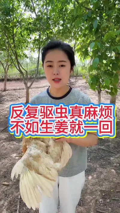 #科学养鸡 #鸡鸭鹅养殖 #服务三农支持三农 #抖音养鸡人 #养鸡人