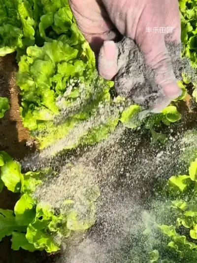 在家种菜不想打药，您可以用这个#草木灰 #草木灰的作用 #种植小技巧 #在家种菜 #关注我一起学种菜