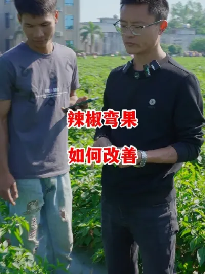 辣椒出现弯果后如何进行调整#辣椒种植 #辣椒 #小米辣 #线椒 #来抖音学农技