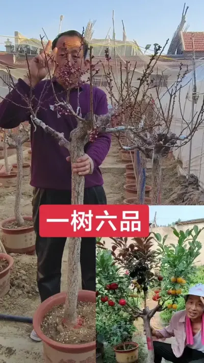 一树嫁接桃李杏六个品种，当年结果，即好吃又好看#抖音助农 ###三农 #一树多品种果树苗 @抖音上热门 @DOU+小助手