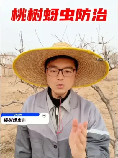 桃树蚜虫防治 #桃树 #蚜虫 #桃树管理 #果园管理 #病虫害防治