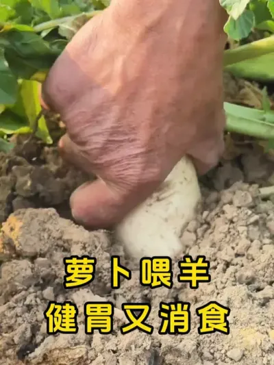 萝卜喂羊有什么好处 #养羊 #养殖知识 #养羊人 #新手养羊