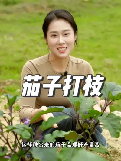 这个知识很重要，记得要收藏！ #茄子 #种植小技巧 #农业种植 #新农人计划2025