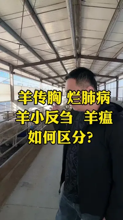 如何区分羊传胸与小反刍？ #羊传胸 #羊小反刍 #如何区分小反刍与传胸