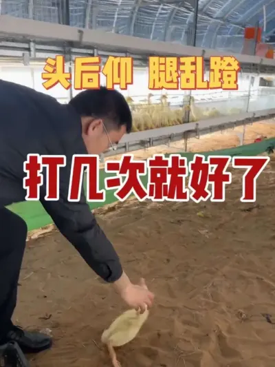 你的鹅群里是不是有时候也出现，小鹅原地转圈，头后仰，腿乱蹬，角弓反张的状态？这其实小鹅浆膜盐的一种精神状态。这样做，打几次就好了。#养鹅技术分享 #养鹅技术找晓雨 #养鹅人