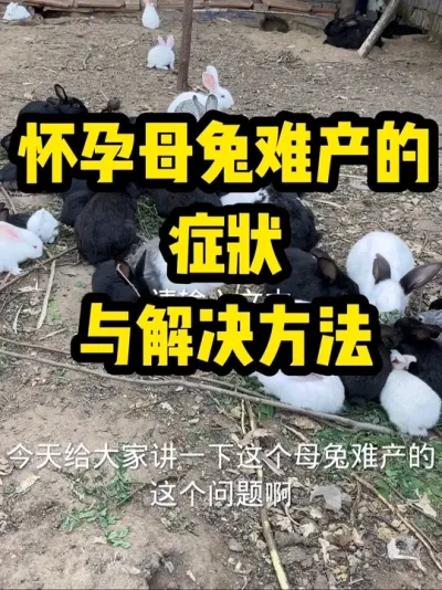 母兔难产解决方法 #科学养兔 #养兔三分靠管理七分靠技术 #养兔子注意事项 #每天分享养殖技术和经验 #母兔难产