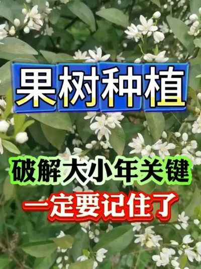 壮花才是破解大小年关键##果树种植 #果树管理 #果园管理