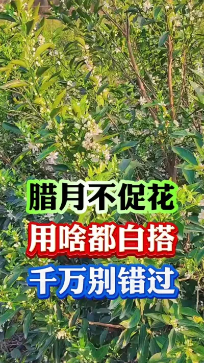 腊月不促花，用啥都白搭#果树种植 #果树管理 #柑橘种植 #果园管理