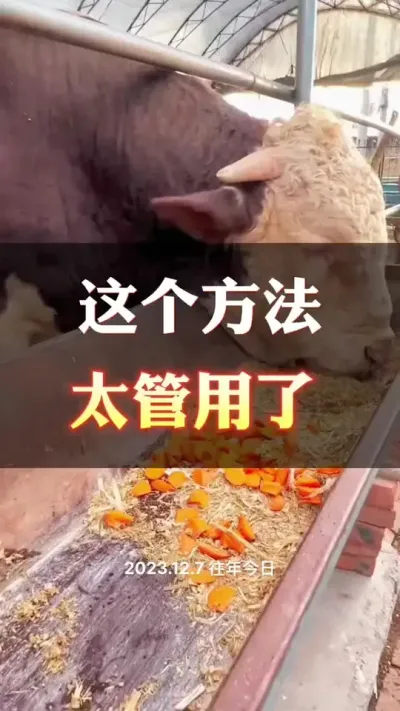增加牛采食，吃口好了，上膘快#西门塔尔 #养殖户 #肉牛养殖 #西门塔尔小公牛