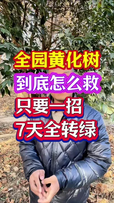 #果树黄化 #黄化病的原因及防治方法 #柑橘种植 #分享农业知识帮农民增产增收 #抖音助农