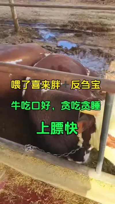反刍宝➕喜来胖，让牛贪吃贪睡长得快，爱上膘#全国养牛人 #肉牛养殖 #养殖户 #西门塔尔