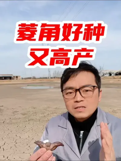 菱角好种又高产，不用去管理，每年三月是种菱角的时候，大家赶紧种起来 #菱角 #菱角种子 #菱角种植 #优质种苗 #抖音助农扶农
