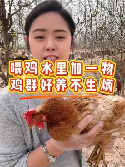 喂鸡水里加一物，鸡群好养不生炳 #科学养鸡 #鸡鸭鹅养殖 #养殖小妙招 #鸡病防治 #抖音养鸡人