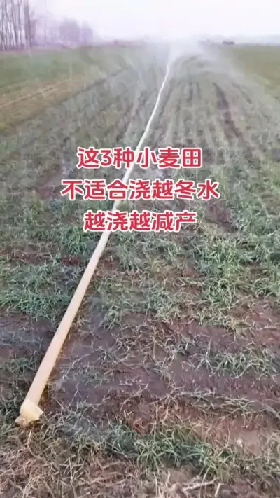 小麦水浇对产量能翻倍#农业人 #农业种植 #种地不容易 #田间地头 #小麦