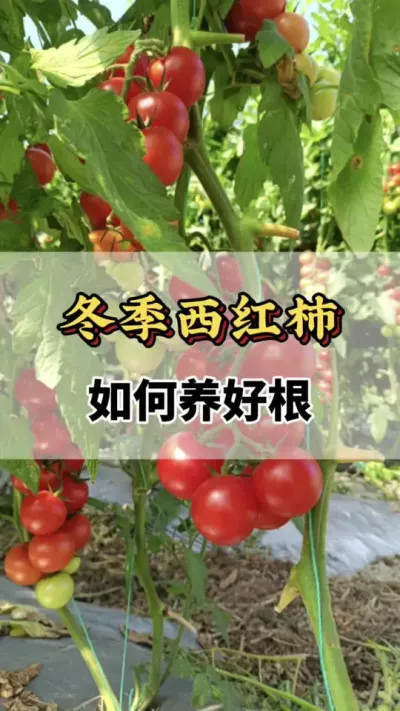 冬季番茄如何养好根你知道吗#关注我每天为你分享更多农业知识 #分享农业知识帮农民增产增收 #番茄种植方法及管理技术 #西红柿的种植技术 #番茄种植