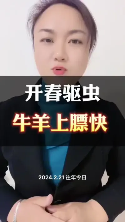 开春牛羊驱虫做的好，上膘快，还健康#全国养牛人 #肉牛养殖 #科学喂养 #养殖户 #自繁自养