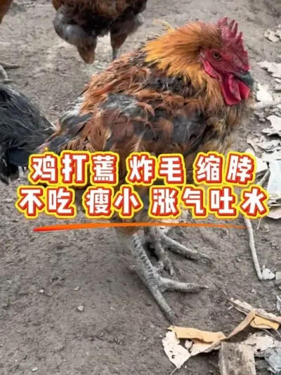 鸡打蔫炸毛缩脖不吃食瘦小吐水挂掉怎么办 #养殖小妙招 #家禽养殖 #服务三农支持三农 #养鸡人 #鸡病防治