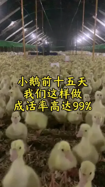 #养鹅人 #禽病技术指导 #养鹅技术分享 #肉鹅 #鹅