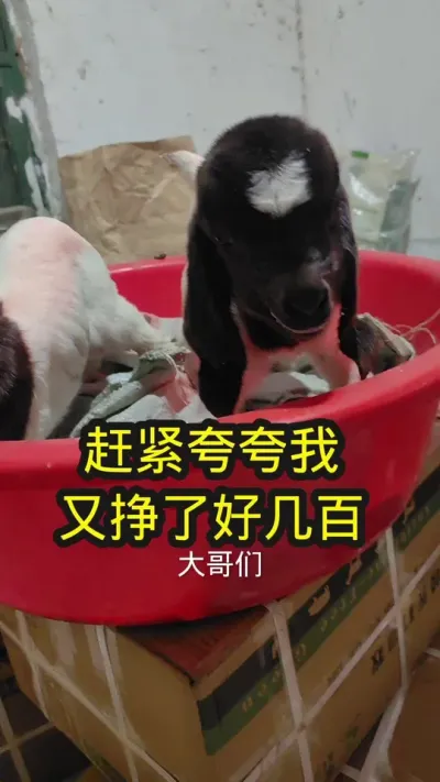 抢救了6个小时，没白忙活#养羊 #养羊人 #养羊技术 #牛羊养殖技术分享