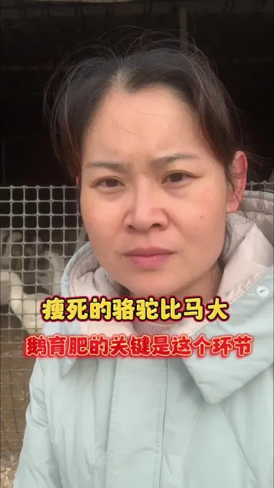 鹅育肥的关键是这个环节！瘦死的骆驼比马大。#养鹅技术分享 #科学养鹅 #养殖人加油 #养鹅人 #上热门🔥