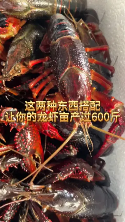 这两种东西搭配，让你的龙虾亩产过600斤 #小龙虾 #龙虾季 #三农 #渔德盛 #2025新农人计划