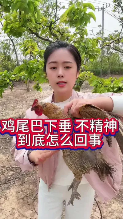 鸡尾巴下垂不精神到底怎么回事呢#养鸡#科学养鸡#散养土鸡#科学养鸡#养鸡妙招