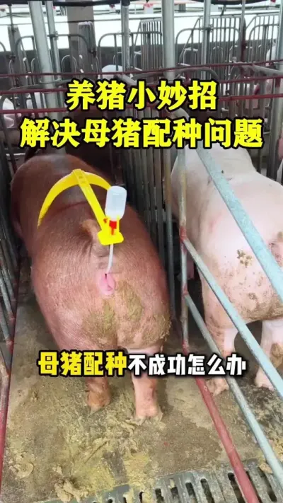一条视频解决母猪配种不成功#母猪养殖技术 #母猪配种