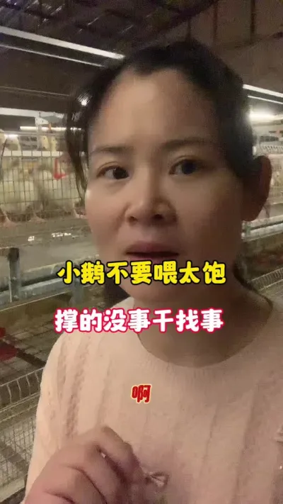 小鹅不要喂太饱，撑的没事找事。#每天分享养殖技术和经验 #农村创业养殖 #养殖人加油 #三农 #养鹅技术分享