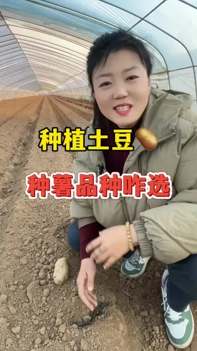种植土豆，种薯怎么来选择#土豆 #土豆种植 @抖音小助手