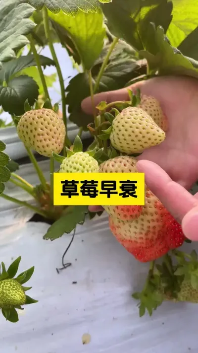 草莓早衰的原因有以下这些！#启明生物大师姐 #草莓种植管理技术和方法 #草莓种植 #又是一年春耕时 #美好乡村春耕季